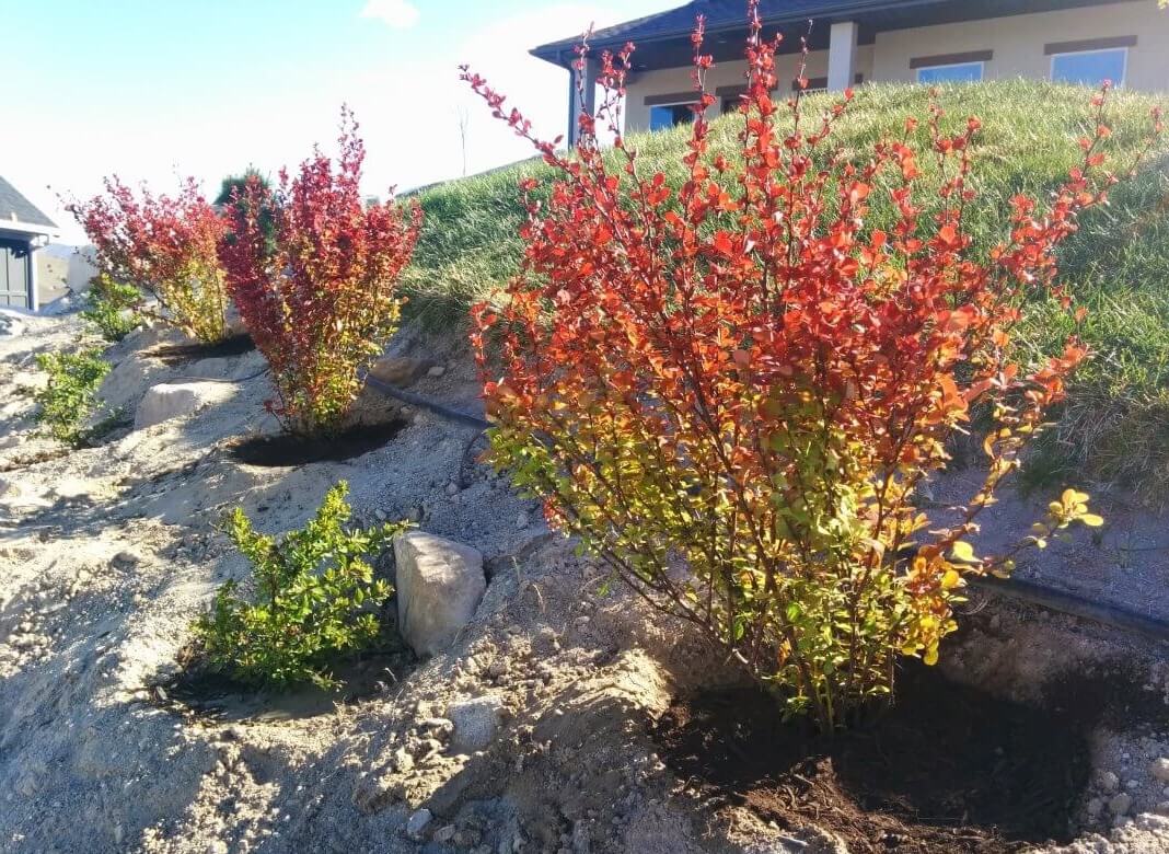 Кустарниковые крупномеры